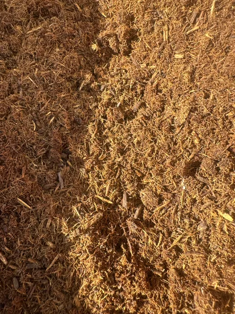 Shredded dried liquorice root in the sun