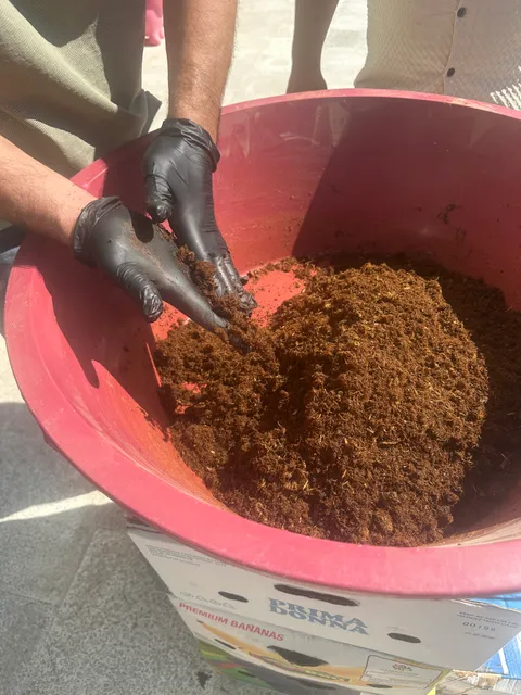 Mixing shredded liquorice root with water and sugar by hand