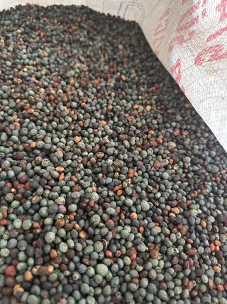 Terebinth before roasting in Turkey