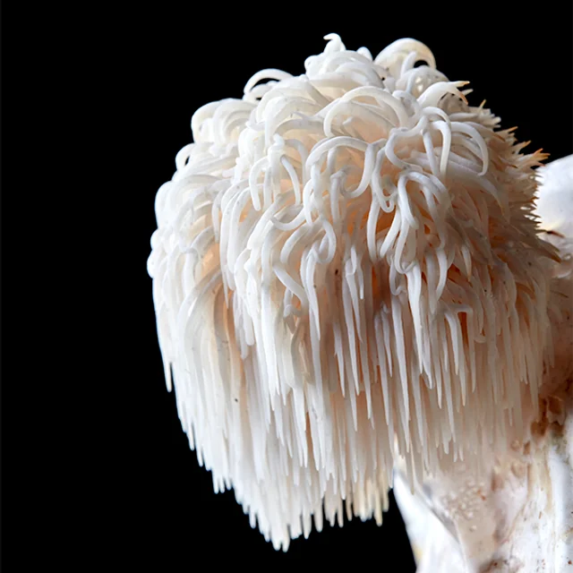 Lion's Mane mushroom