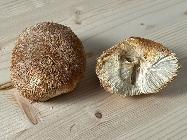 Lion's Mane mushroom - whole and cross-section