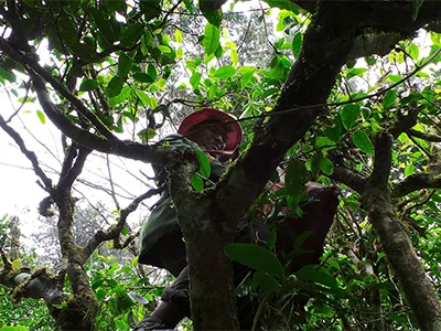 Ancient tea trees in Yunnan mountains