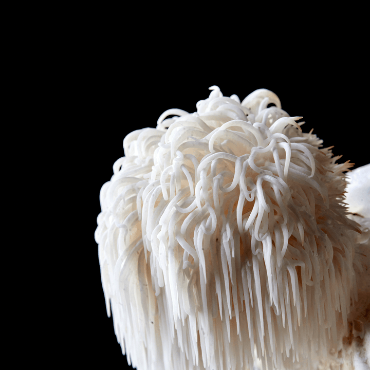 Lion’s Mane, Nootropic Mushroom: How This Natural Supplement Supports Brain Health and Memory