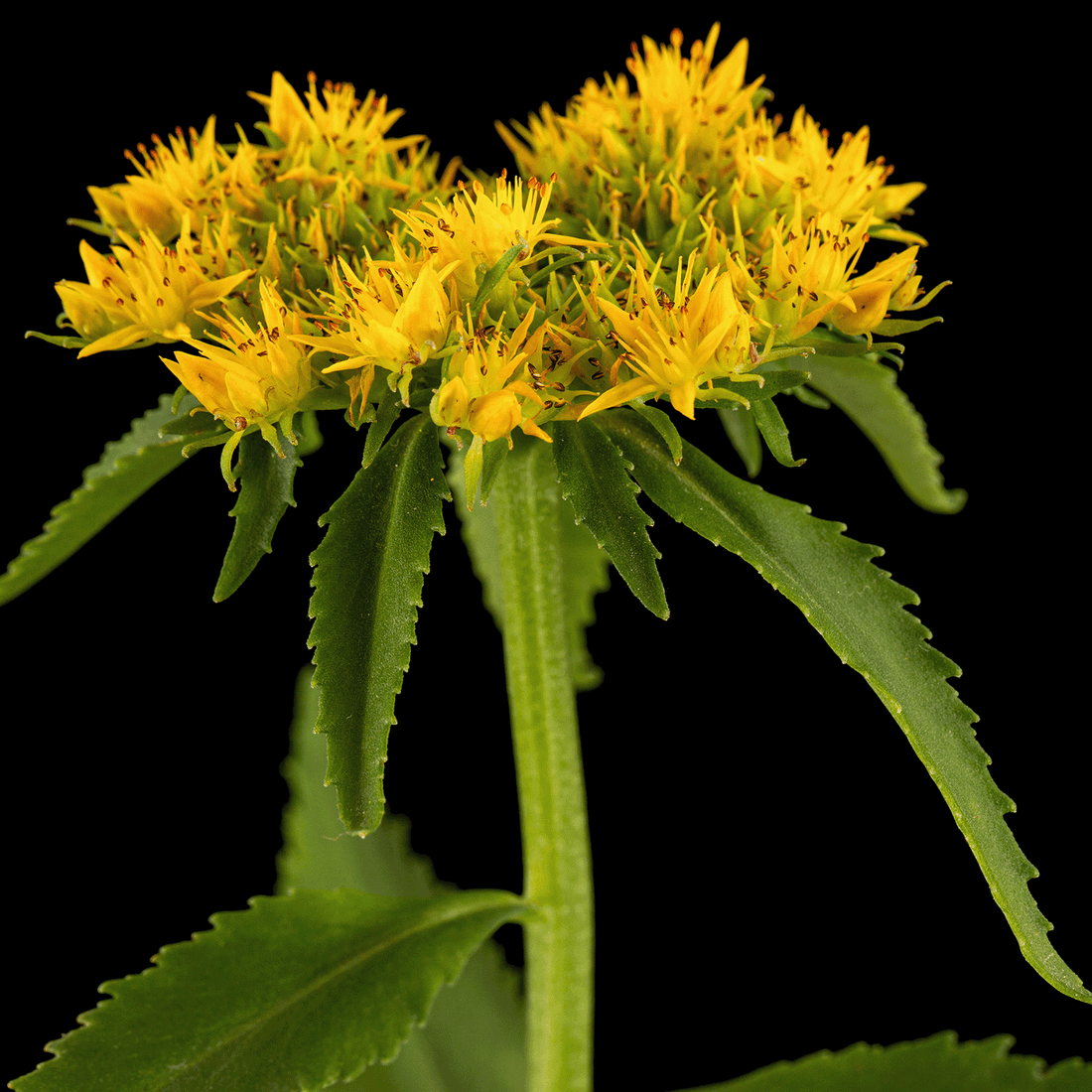 Rhodiola Rosea: The Adaptogenic Nootropic for Stress, Focus, and Energy