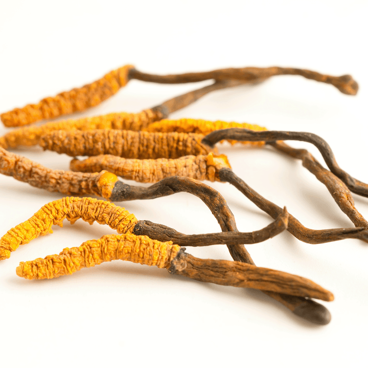 Cordyceps: The Nootropic Mushroom for Energy, Focus, and Resilience