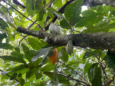 Cocoa pods growing beneath leafy forest canopy