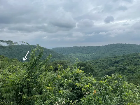 Forest landscape with arrow pointing into valley where cocoa is grown