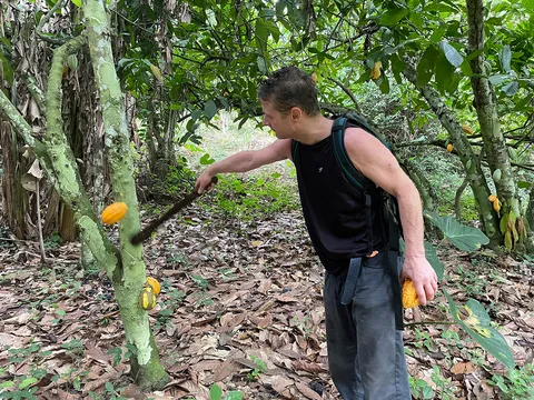 NooTea co-founder knocking a cocoa pod from the tree
