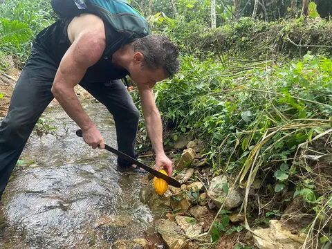NooTea co-founder cutting open a cocoa pod