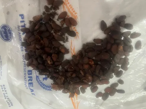 Dried fermented cocoa beans laid out on plastic sheet