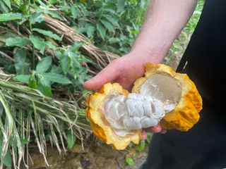 Raw Cacao