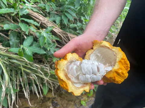 Close-up of cocoa beans in white pulp inside open pod
