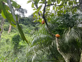 Cocoa pods growing on the trunk, Ghana