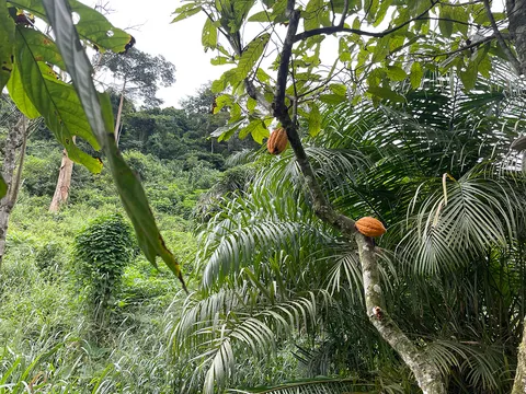 Cocoa pods growing directly from tree trunk